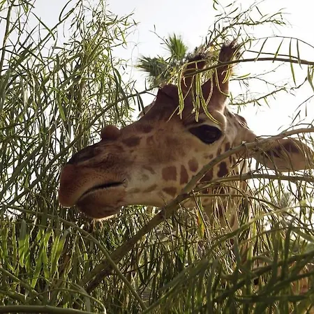 Apartment Flat Piatto Marianne Corralejo