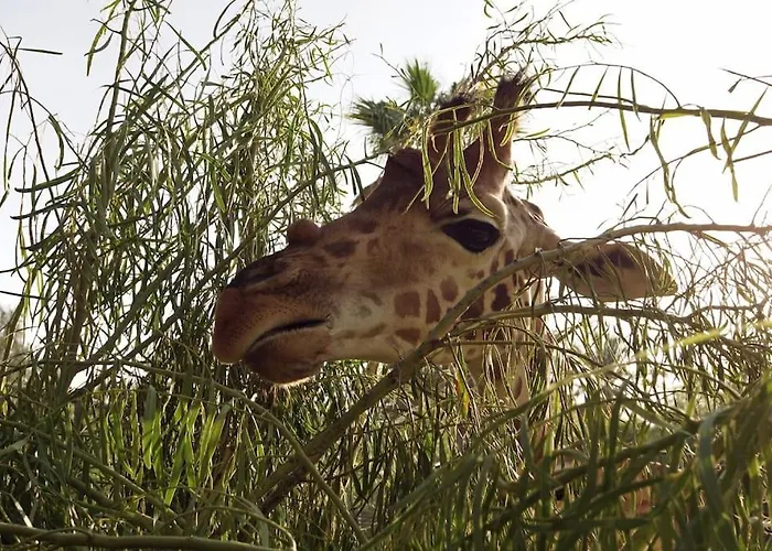 Lägenhet Flat Piatto Marianne Corralejo